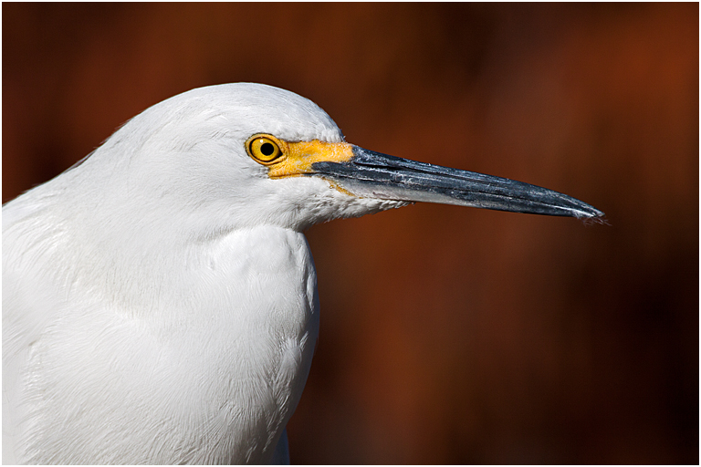 Orlando Snowy Egret with Yellow Lore   P O'Malley 2010 3258
